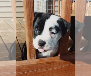 Alapaha Blue Blood Bulldog Puppy for sale in DOVER HILL, IN, USA