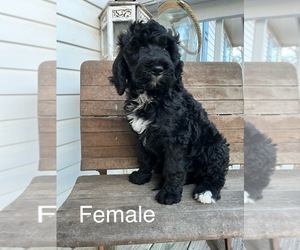 Bernedoodle Puppy for sale in BEDFORD, IN, USA