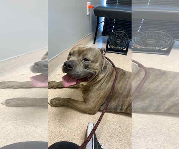 Medium Photo #2 American Staffordshire Terrier-Unknown Mix Puppy For Sale in phoenix, AZ, USA