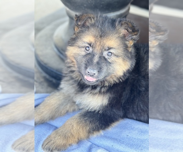 Medium Photo #5 German Shepherd Dog Puppy For Sale in ADDISON, IL, USA