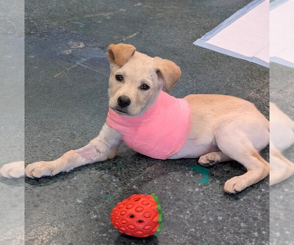 Medium Photo #1 Mutt Puppy For Sale in Chico, CA, USA