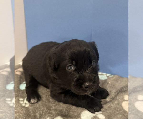 Medium Photo #4 Australian Shepherd-Unknown Mix Puppy For Sale in Euless, TX, USA
