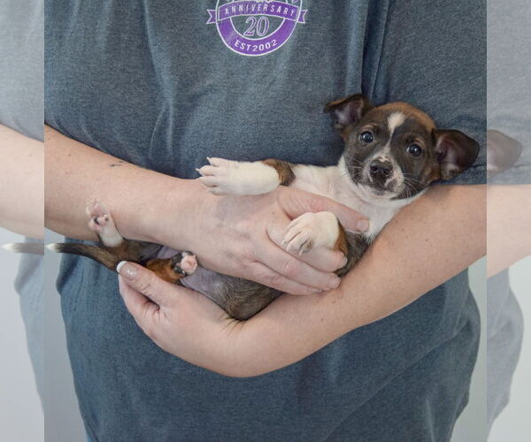 Medium Photo #4 Chipin Puppy For Sale in Huntley, IL, USA