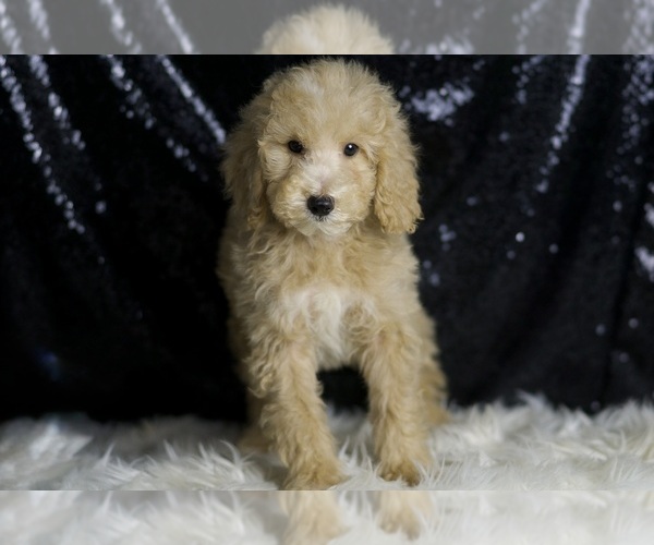Medium Photo #4 Goldendoodle (Miniature) Puppy For Sale in WARSAW, IN, USA