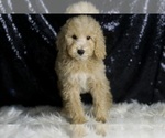 Small #3 Goldendoodle (Miniature)