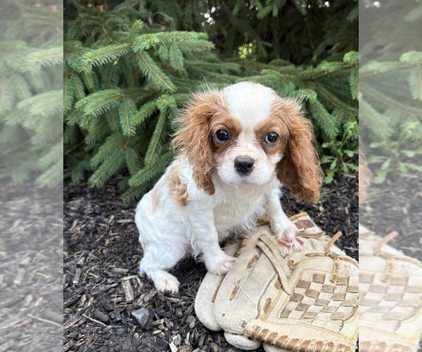 Medium Photo #3 Cavalier King Charles Spaniel Puppy For Sale in MIDDLEBURY, IN, USA