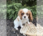 Small Photo #3 Cavalier King Charles Spaniel Puppy For Sale in MIDDLEBURY, IN, USA