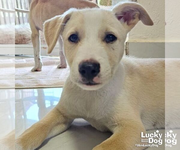 Medium Photo #2 Australian Shepherd-Unknown Mix Puppy For Sale in Washington, DC, USA