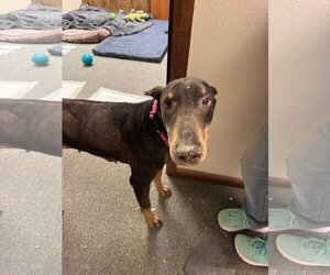 Nellie Adoption Pending! - Female Doberman Pinscher Dog for Adoption - Photo #6
