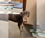 Small #5 Doberman Pinscher