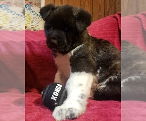 Akita Puppy for sale in CHESAPEAKE, VA, USA