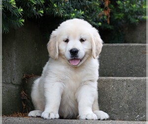 Golden Retriever Puppy for sale in FREDERICKSBG, OH, USA