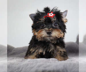 Yorkshire Terrier Puppy for sale in LOS ANGELES, CA, USA