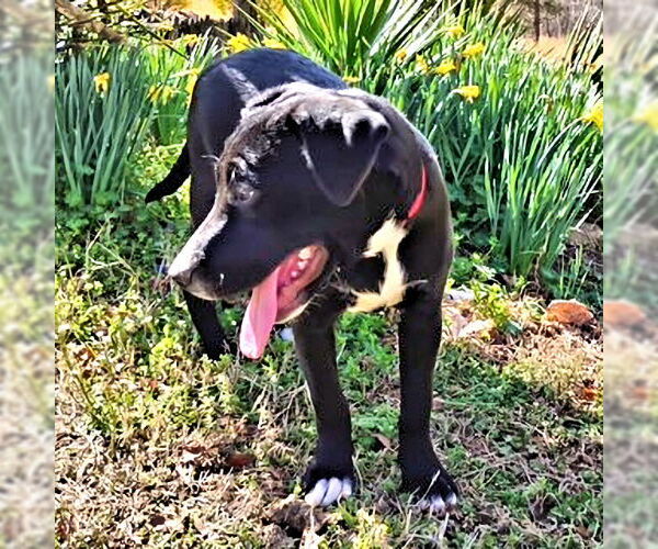 Medium Photo #3 Labrador Retriever Puppy For Sale in Rutherfordton, NC, USA