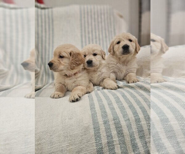 Medium Photo #6 Golden Retriever Puppy For Sale in ELVERTA, CA, USA