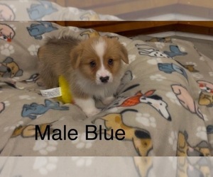 Pembroke Welsh Corgi Puppy for sale in GUTHRIE, KY, USA