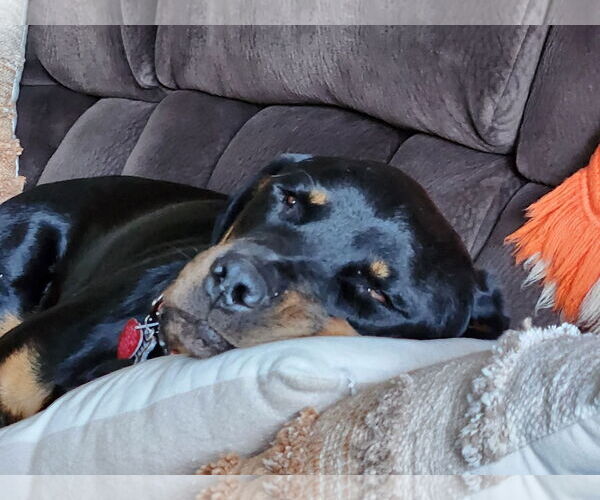 Medium Photo #2 Rottweiler-Unknown Mix Puppy For Sale in White Hall, AR, USA