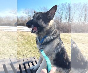 Bear - Male German Shepherd Dog Dog for Adoption - Photo #3