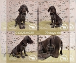 Puppy Boy 043126M03R German Shorthaired Pointer
