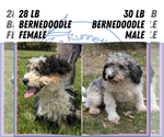 Small #12 Miniature Bernedoodle