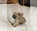 Small #1 Pug