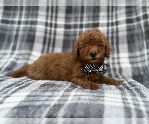 Medium Photo #7 Cavapoo (Miniature) Puppy For Sale in LAKELAND, FL, USA