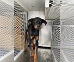 Small Rottweiler