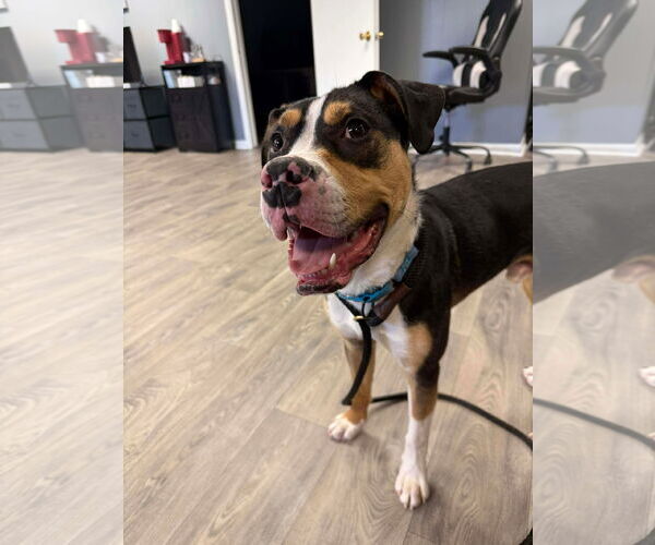 Medium Photo #2 Mutt Puppy For Sale in Duluth, MN, USA