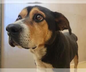 Treeing Walker Coonhound-Unknown Mix Dogs for adoption in Martinez, CA, USA