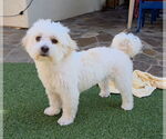 Small #1 Maltese