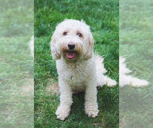 Mother of the Bernedoodle (Miniature) puppies born on 05/17/2025