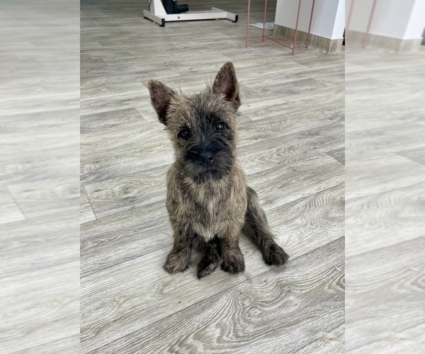 Medium Photo #2 Cairn Terrier Puppy For Sale in Targu-Mures, Mures, Romainia