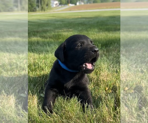 Medium Photo #48 Labrador Retriever Puppy For Sale in FREDERICKSBG, OH, USA