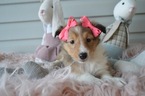 Small Photo #4 Shetland Sheepdog Puppy For Sale in HONEY BROOK, PA, USA
