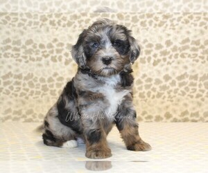 Miniature Bernedoodle Puppy for sale in DENVER, PA, USA