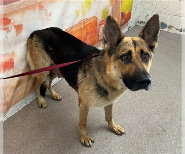 Medium Photo #1 German Shepherd Dog Puppy For Sale in San Bernardino, CA, USA