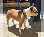 Small #1 Faux Frenchbo Bulldog