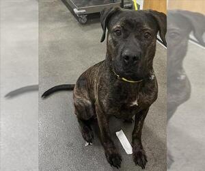 Mutt Dogs for adoption in Forestville, MD, USA