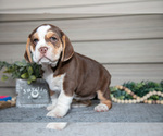 Puppy Aria Beabull