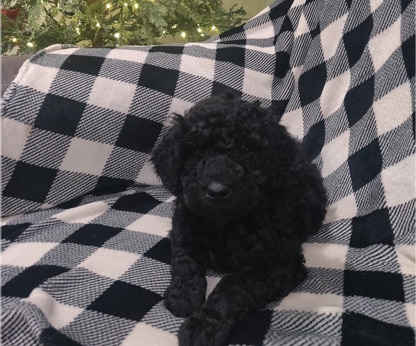 Medium Photo #6 Poodle (Standard) Puppy For Sale in COUCH, MO, USA