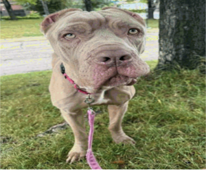 American Pit Bull Terrier-Unknown Mix Dogs for adoption in Princeton, MN, USA