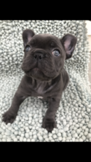 French Bulldog Puppy for sale in GROVE CITY, OH, USA