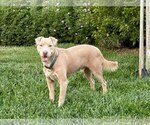 Small #2 Labrador Retriever Mix