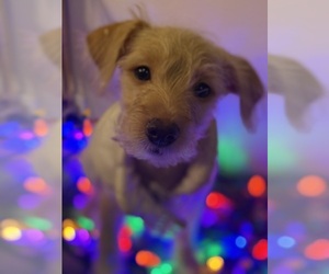 Bichon Frise-Chiweenie Mix Puppy for sale in PORTLAND, OR, USA