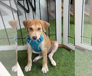 Medium Labrador Retriever Mix