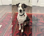 Small #2 Catahoula Leopard Dog Mix