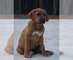 Puppy Puppy 5 Rhodesian Ridgeback