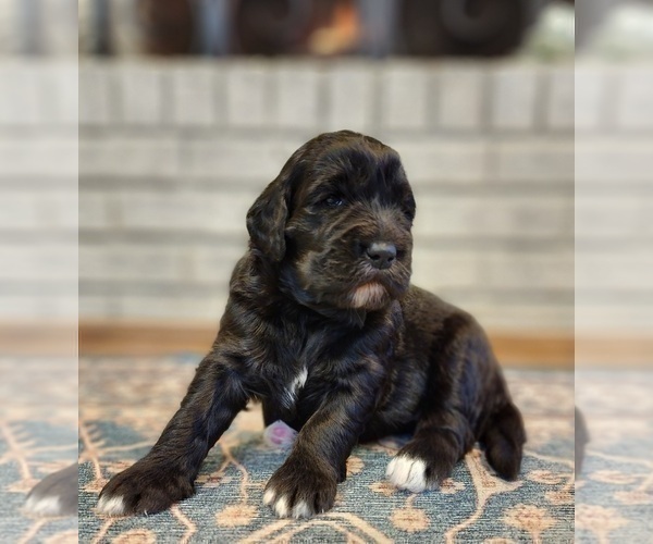 Medium Photo #5 Goldendoodle (Miniature) Puppy For Sale in PONCE DE LEON, FL, USA