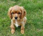 Small Photo #16 Cavalier King Charles Spaniel Puppy For Sale in BELVIDERE, IL, USA