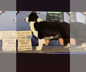 Father of the Border Collie puppies born on 04/30/2023